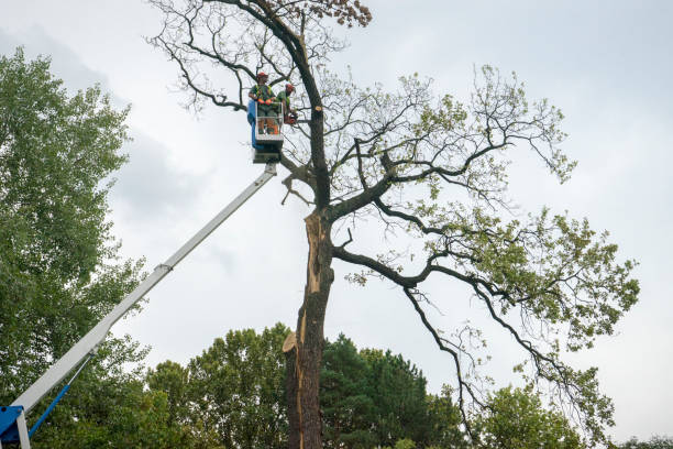 Best Tree Trimming and Pruning  in Englewood Cliffs, NJ