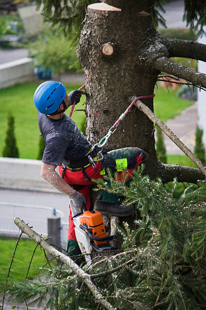 Best Tree Preservation Services  in Englewood Cliffs, NJ